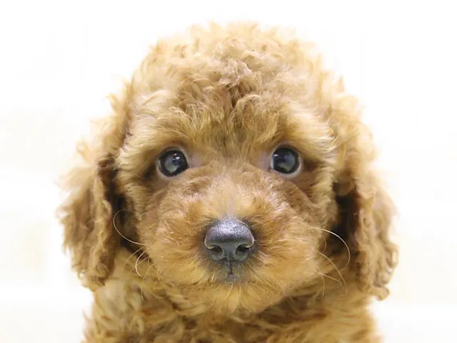 熊本県のトイプードル(トイ) (ペッツワン熊本宇土店/2025年4月22日生まれ/男の子/レッド)の子犬